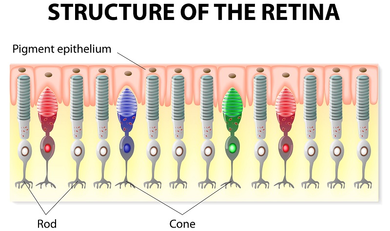 Structure of the retina